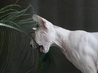 image.webp