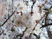 11.webp