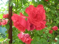  075.webp
