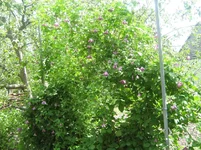  076.webp