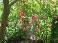  077.webp