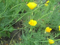  084.webp