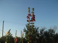  104.webp