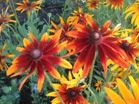  107.webp