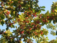  136.webp