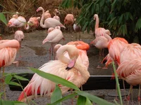 zoo0001.webp