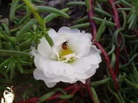 P7190004__ss.webp