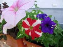 P7300038__ss.webp