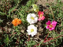 P7300041__ss.jpg