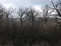 lost gardens.jpg