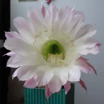 test.webp