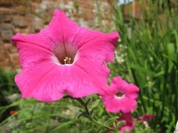 x_0a862c79.webp