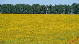DSC01855.webp