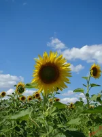 DSC01862.webp