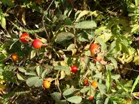 DSC01888.webp