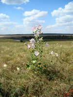 DSC01894.webp