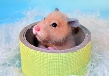 hamster-1-1.webp