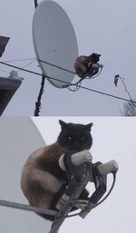 sat_cat.jpg