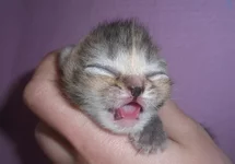 SAM_8228чсмить.webp