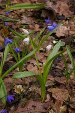 IMGP5931.webp