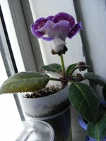 _2.webp