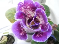 _3.webp