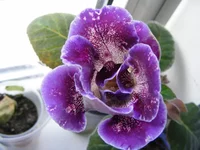 _4.webp