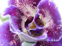 _5.webp