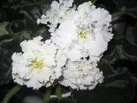 IMG_1534.webp