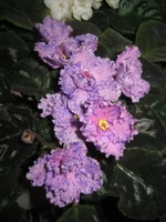 IMG_1537.webp