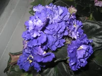 IMG_1539.webp