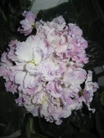 IMG_1541.webp