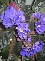 IMG_1543.webp