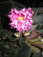 IMG_1545.webp