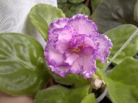 140420132487.webp