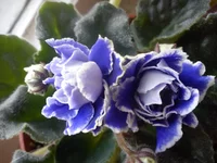 DSC03390.webp