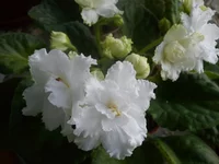 DSC03394.webp