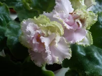 DSC03372.webp