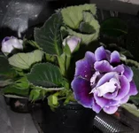 SAM_368212.webp