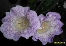 SAM_376612.webp