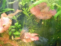 003.webp