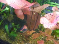 004.webp