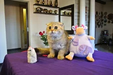  любимчик.webp
