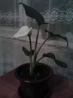 P141112_18.33.webp
