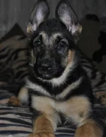  прошлого года.webp