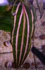 crosanervis2.webp