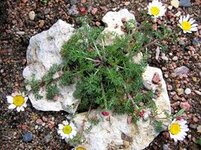 pyrethrum2.jpg