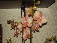 P4180044.jpg