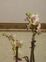 P4180041.jpg