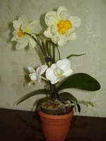 P1010051.jpg